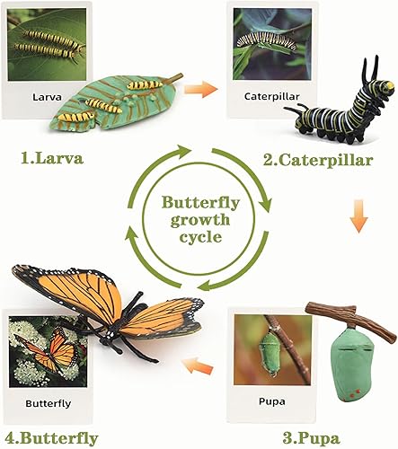 Miniatura 5 de Mbrain Juguetes educativos y de aprendizaje del ciclo de vida, figuras de plástico de animales para rana, mariposa, mariquita, kit de plantas,