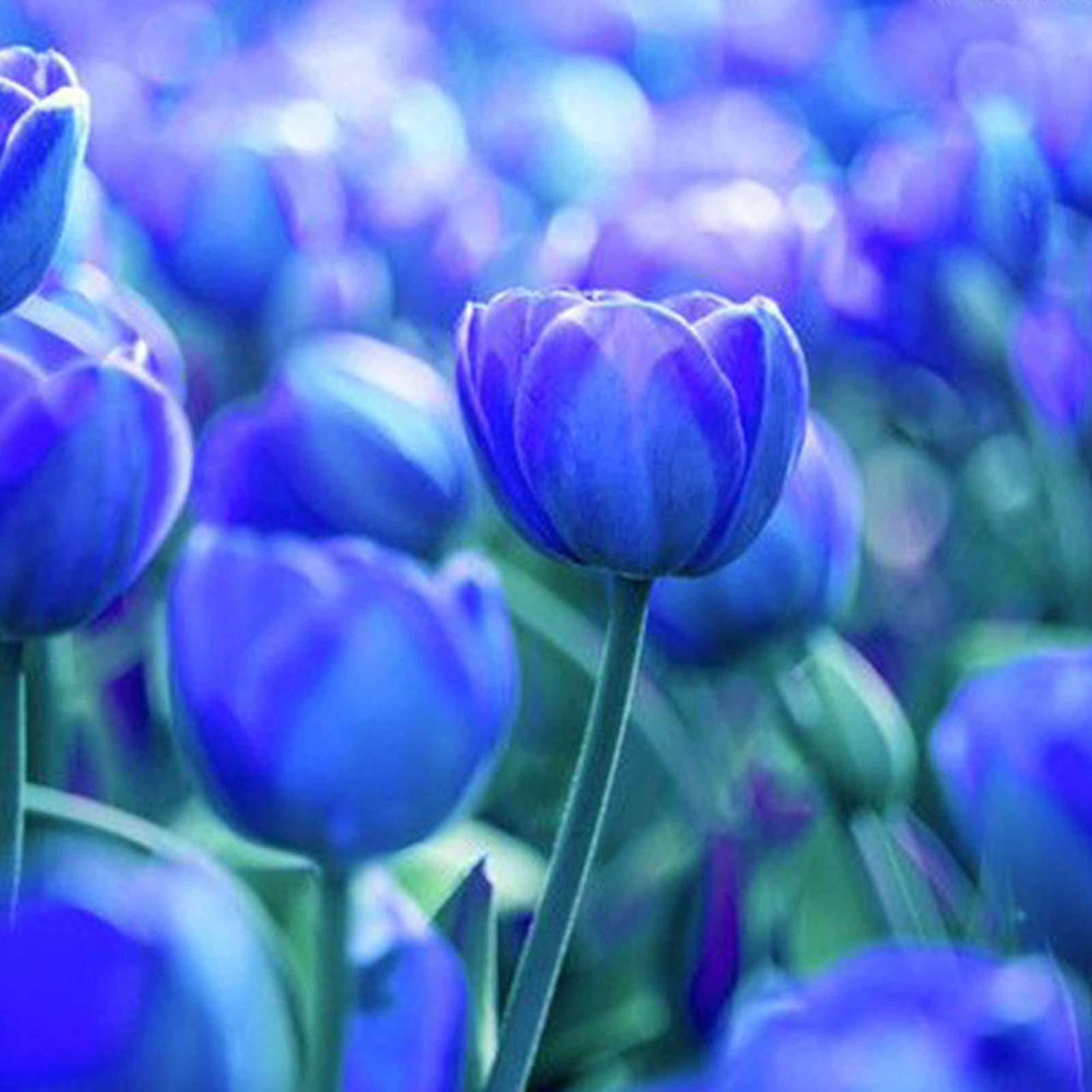 100Pcs Variety Tulip Seeds Beautiful Flower Floral Home Garden Plant Decoration - Pure Blue Tulip Bulbs - Flower Seeds Vegetable Seeds Fruit Seeds Garden Plant Seeds