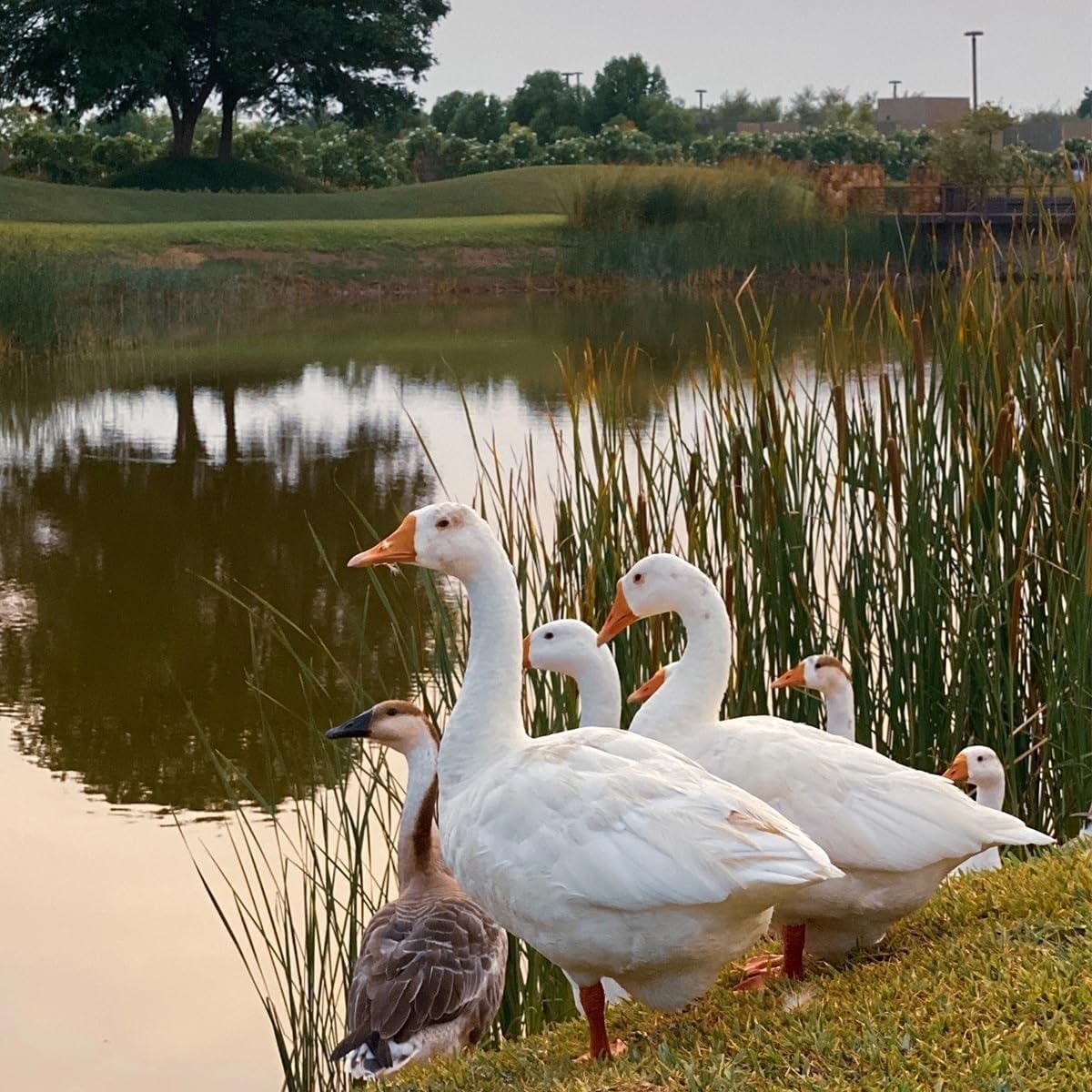 Small Pond Liner Liners for Outdoor Ponds Black Liner Waterfall Fish Garden Fountain Durable，Outdoor Pond Liner - UV Resistant, Flexible Material, Easy to Cut, Perfect for Fish, Ducks, Garde