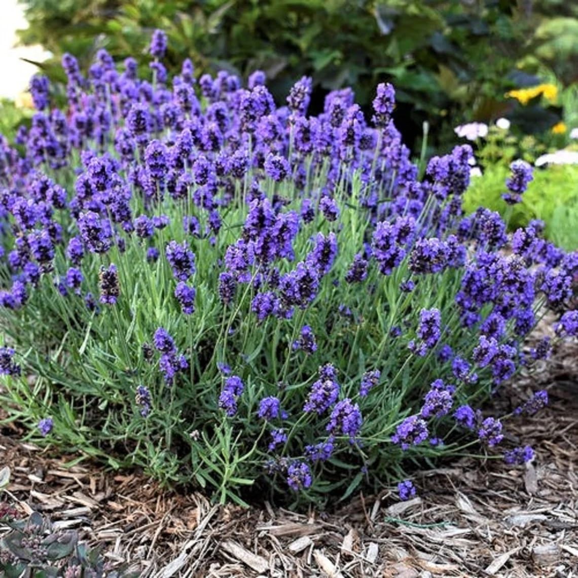 Willvine English Lavender Herb/Flower-VIC-8O-picture-10