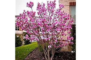 Ann Magnolia Tree Live Plant