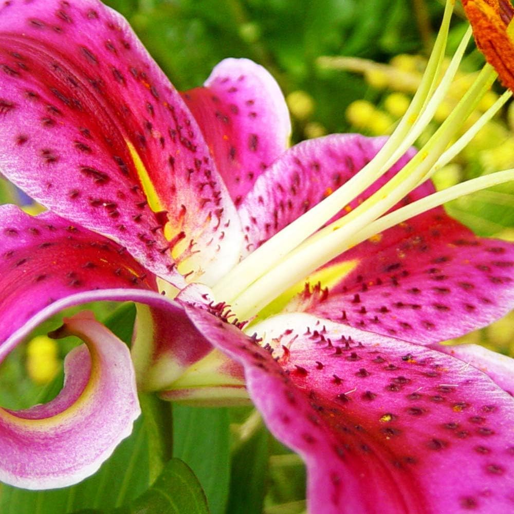 Great Deal! Flower Bulbs - Giant Stargazer Flower Lily Perennial Bulbs - Petals with Deep Fuchsia in The Middle Fading to Light Pink Trimmed in White (18)