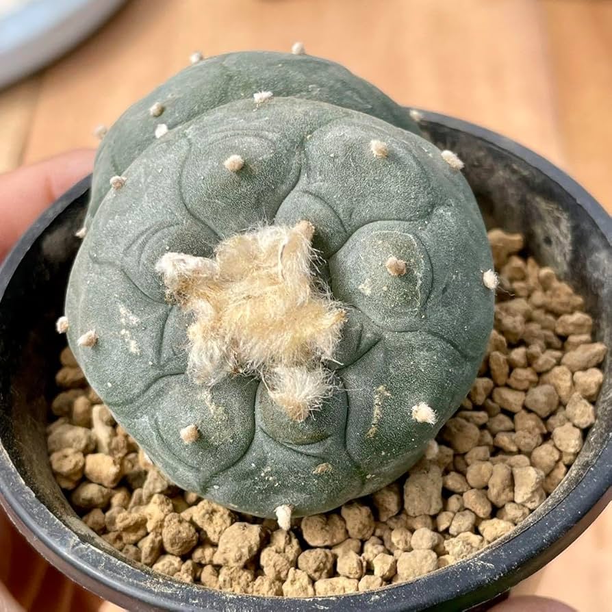 Amazon.co.jp: ロフォフォラ 烏羽玉 ダブルヘッド 接木 ウバ玉