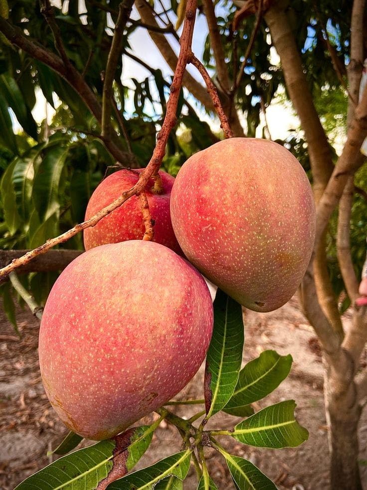GreenWorld Special Sweet Ratnagiri Alphonso Mango,Aam,Amba Fruit Healthy (GRAFTED) Live Plant, Thailand Variety,Fruit After 1 Year (B0CBJSHJR2) Amazon Price History, Amazon Price Tracker