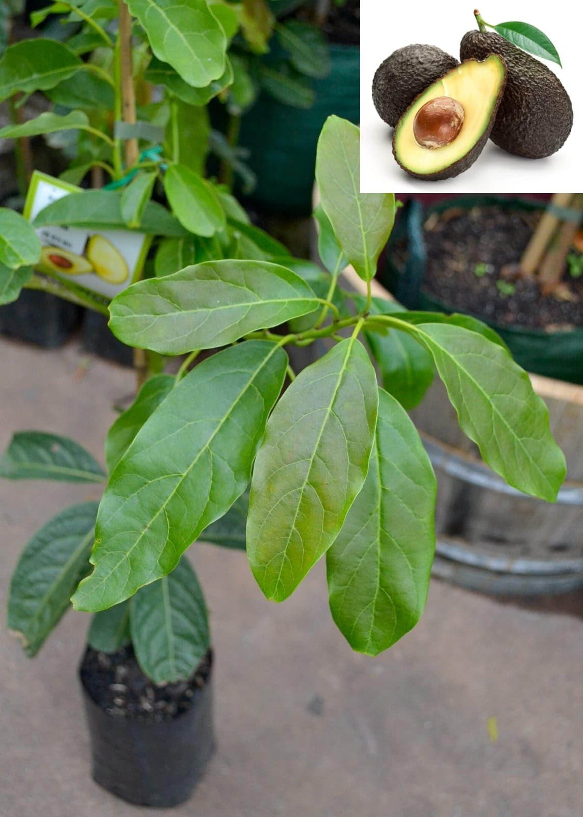 GOLDEN BLOOM Grafted Avocado Lamb Hass variety Self Pollinating Butter Fruit Grafted Live Plants & Tree Size 2-3 FT (B0CTMZ48PF) Amazon Price History, Amazon Price Tracker