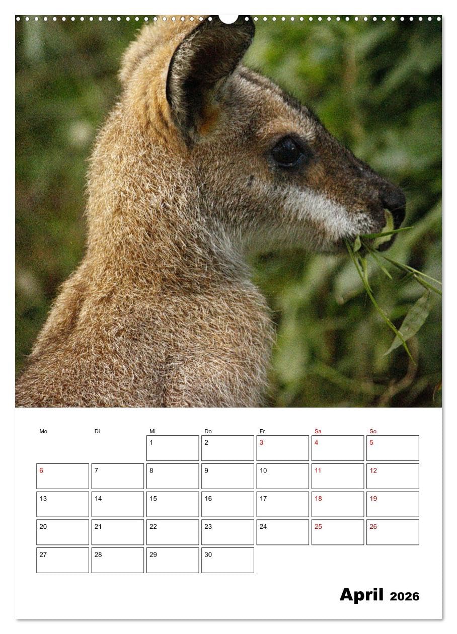 Australiens faszinierende Tierwelt (Wandkalender 2026 DIN A2 hoch), CALVENDO Monatskalender: Beeindruckende, exotische Tiere des roten Kontinents hautnah abgelichtet (CALVENDO Tiere)