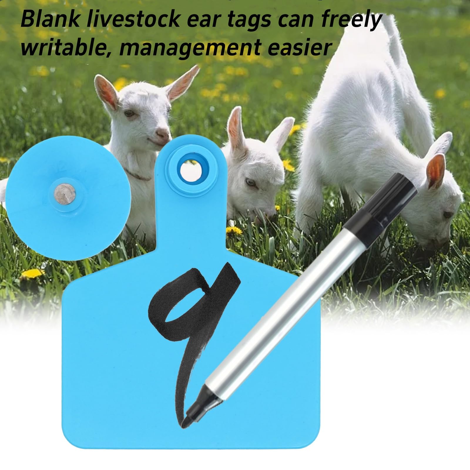 100 Pièces ÉTiquettes D'Oreilles Vierges Etiquettes D'oreille en Plastique pour Animaux Identification du Bétail Étiquettes d'oreille pour Moutons Chèvres Vaches Bovins Porcs Ferme (Bleu)