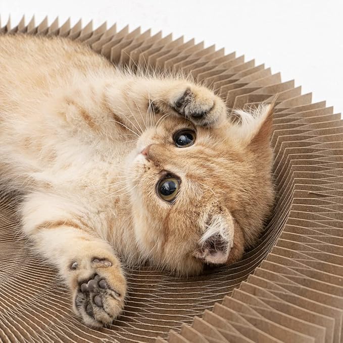 the scratching post cattery