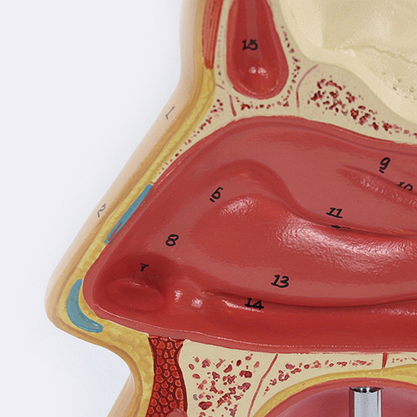 Tamaño Natural De La Nariz Humana Anatomía Modelo Sentido Órgano Cavidad Nasal Modelo Anatómico Ciencias Médicas Equipo Educativo Enseñanza
