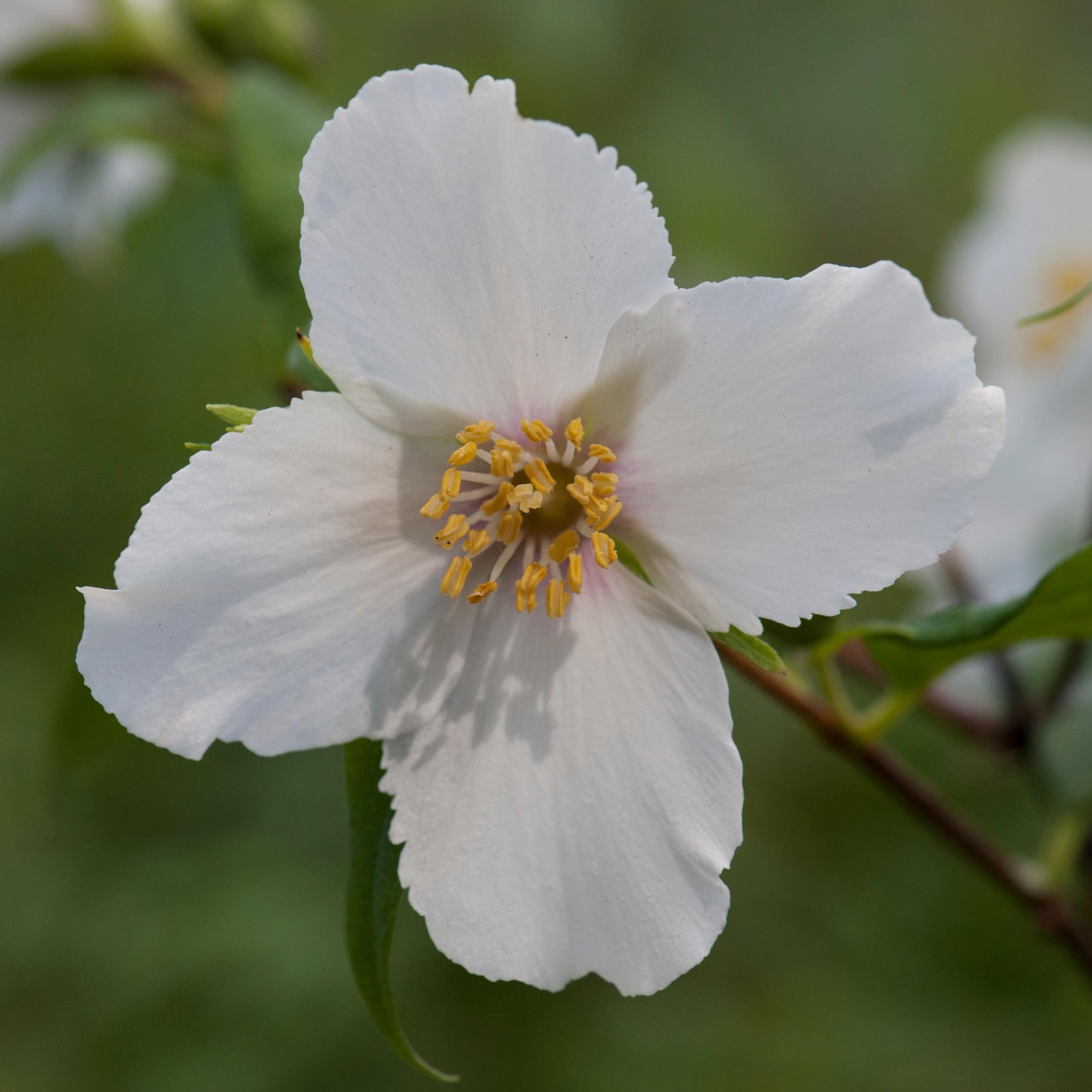 Plant Theory Belle Étoile Mock Orange Philadelphus Shrub Plant 2L Pot