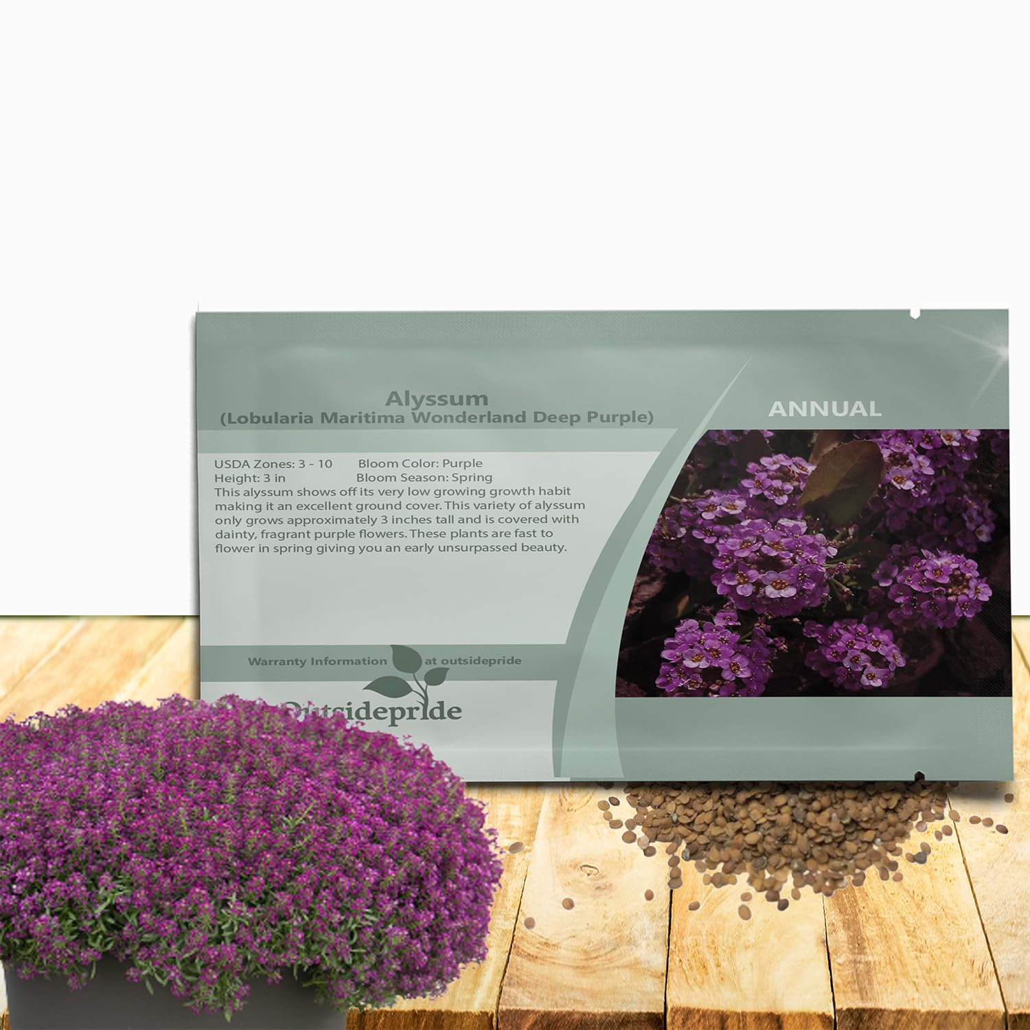 Amazon.com : Outsidepride Deep Purple Alyssum Seeds - 1,000 Pieces