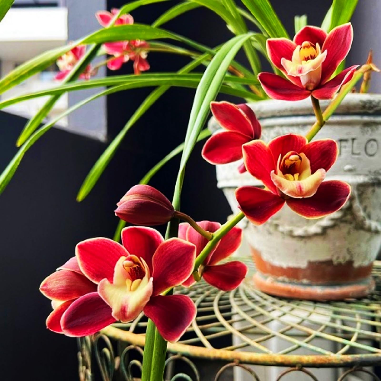 Beautiful Cymbidium Orchid for Planting UK, Hardy Perennial, Excellent Display, Mix Greening Flower, Natural Organic, Wedding, Balcony Garden-5 Bulbs-D
