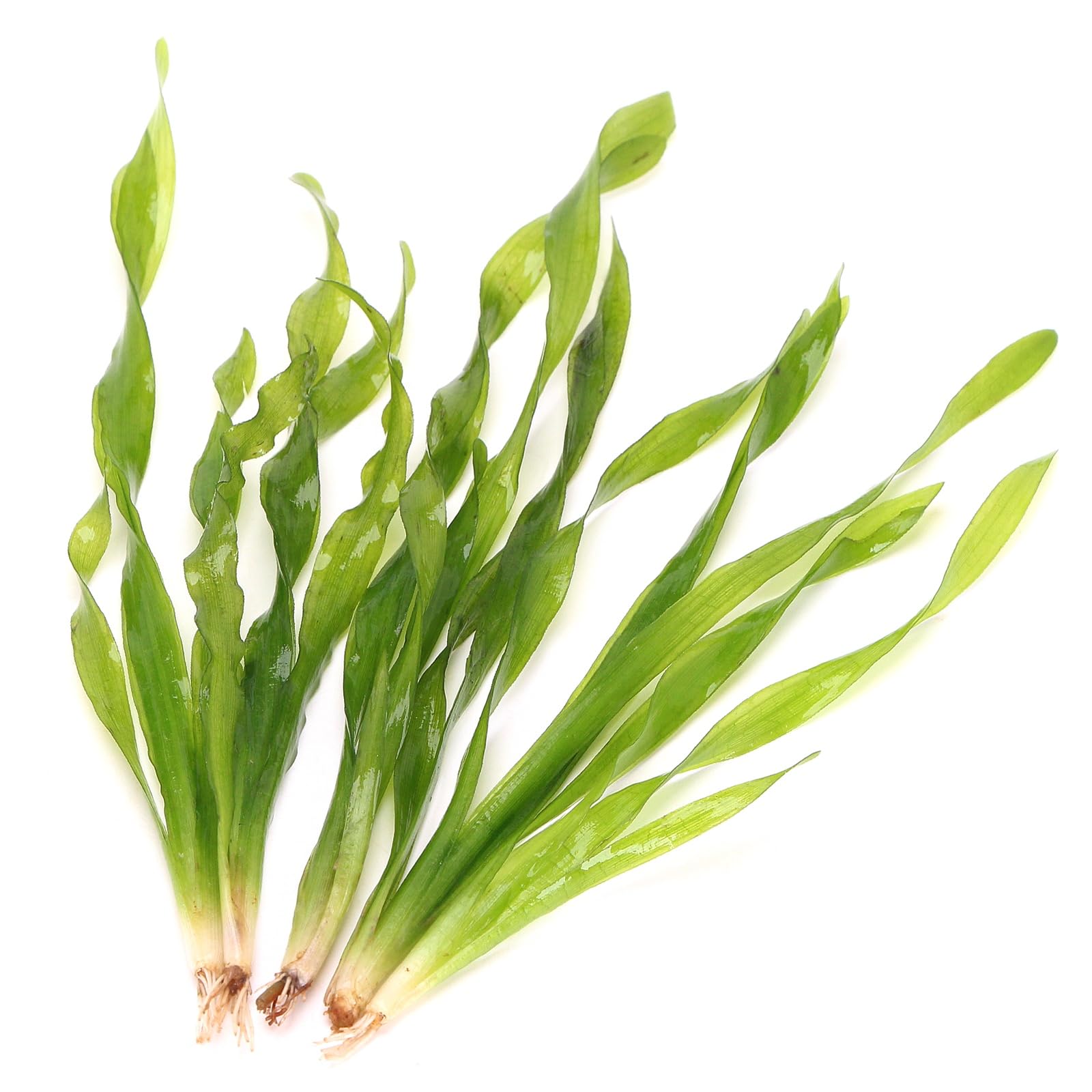 K2AQUA 5 X Vallisneria Torta Twisted Corkscrew Vallis Live Aquarium Plant Ideal for Freshwater Tropical Aquascapes Natural Midground Decoration