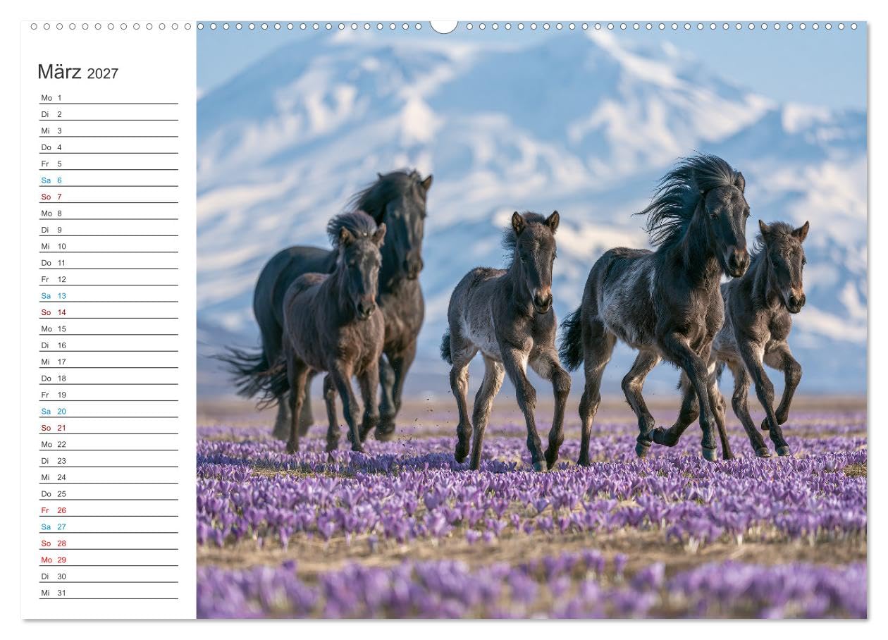 CALVENDO · Islandpferde (Kalender 2027) | DIN A2 Querformat · Premium-Wandkalender · Zwölf Monate voller beeindruckender Bilder zeigen majestätische Pferde…