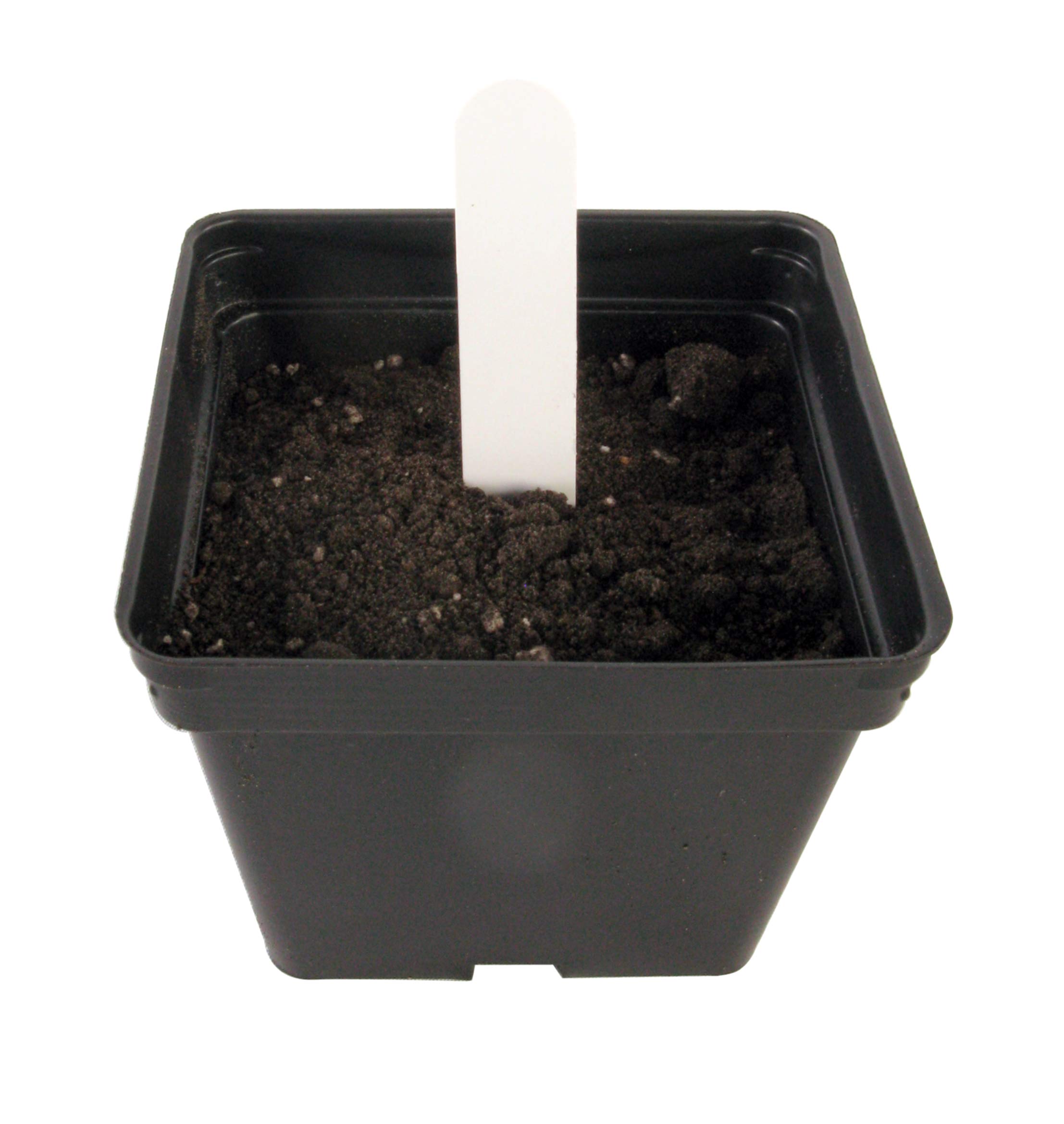 American Educational Environmental Ecology Seed Kit - Image 8