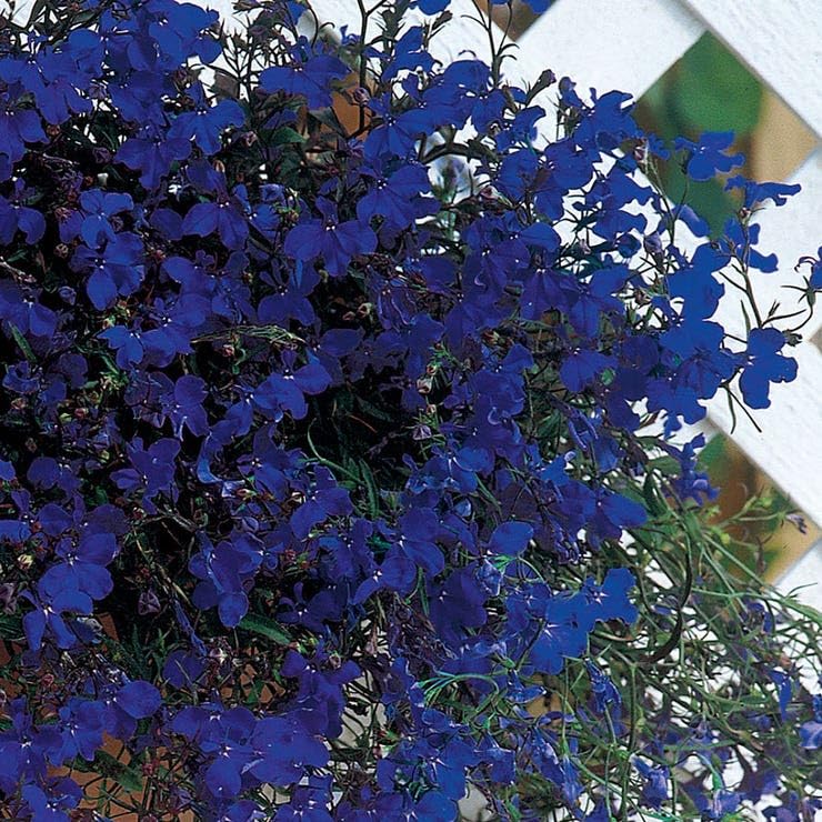 Park Seed Regatta Midnight Blue Lobelia