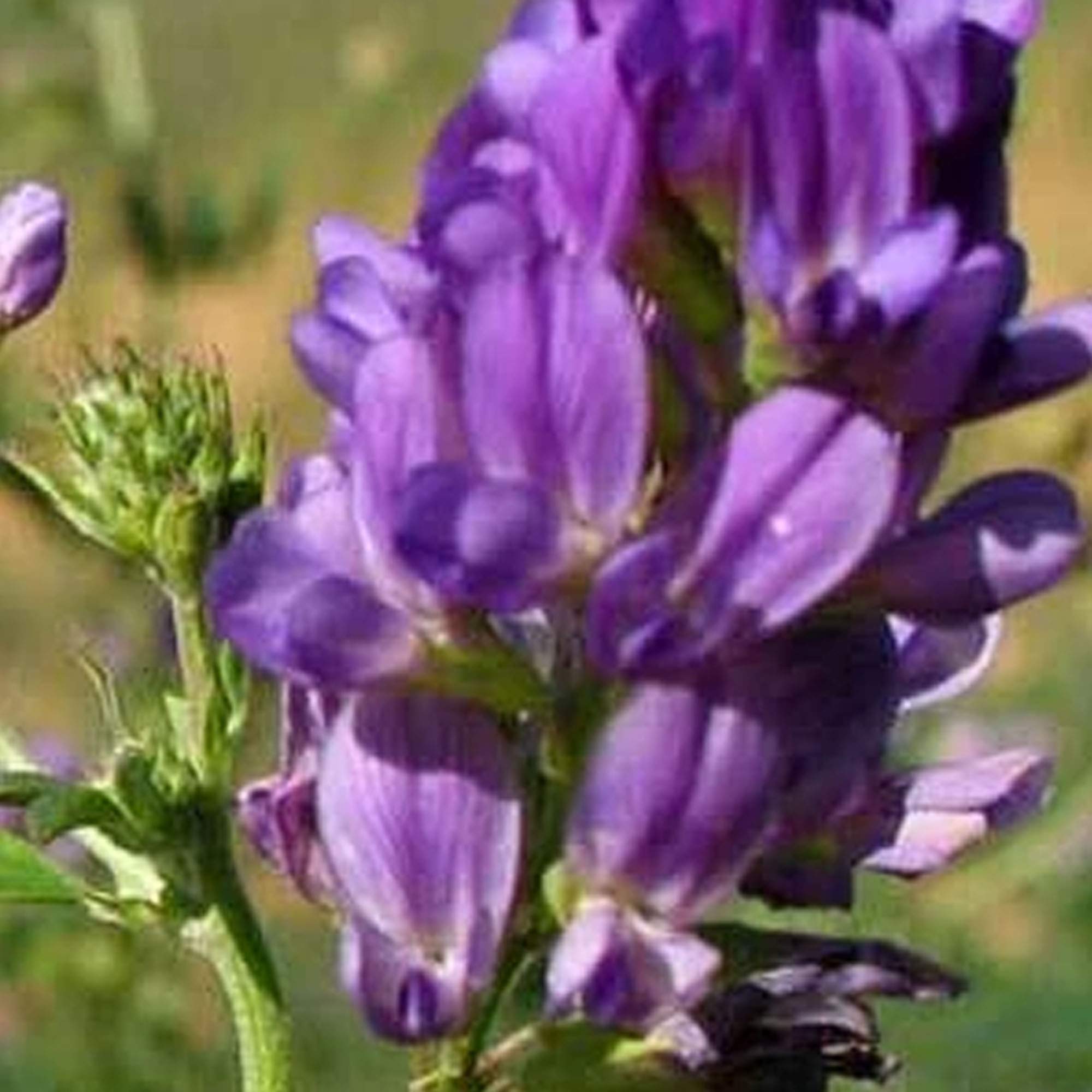 Amazon.com : Organic Allstar Alfalfa - 5 LB ~875,000 Seeds - Non