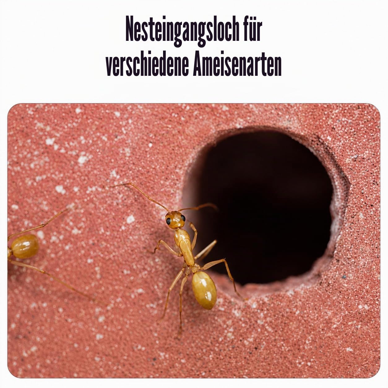 Ameisenfarm im Honigtopf mit Wassertank innen, Lebensraum aus Acryl für kleine Ameisenkolonien, 9,5 x 10,5 x 3,0 cm