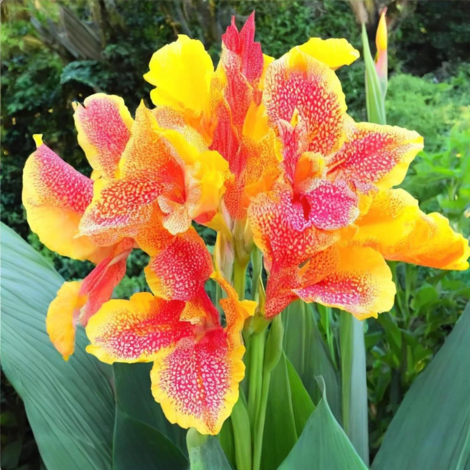 Canna Bulbs for Gardens/Canna Lily Plants UK/Vibrant Floral Display/Potted/Plants/Rhizome/Ornamental/Resistant/Bedding/Gorgeous【BNSOIDE】-E-3 Bulbs — image 1