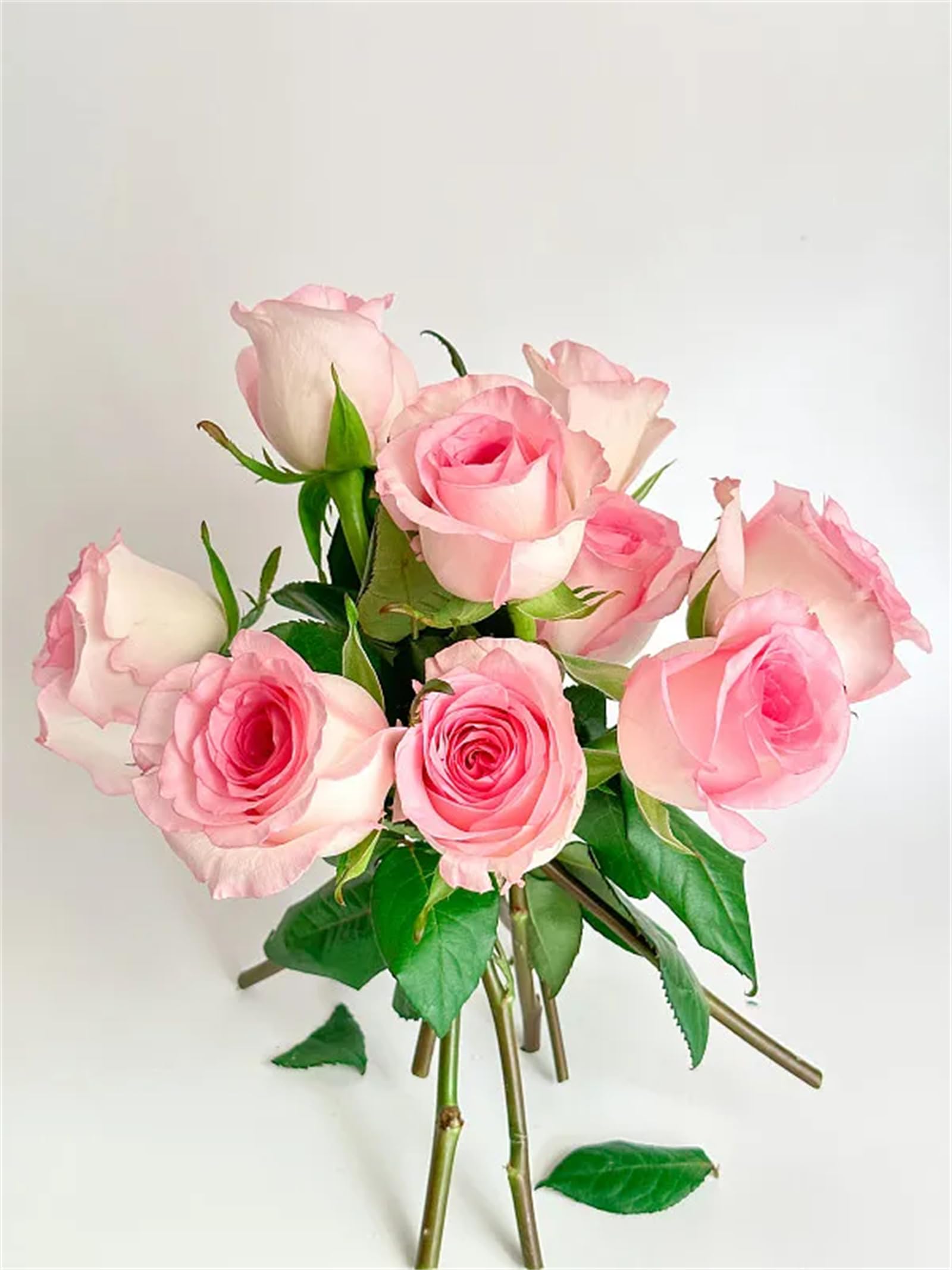 Rose Bulbs, Strong Plant, Easy Plant, Plant Bulbs,Hardy Perennial, Excellent Display, Rare Plants, Mix Greening Flower, Now UK-3bulbs-B