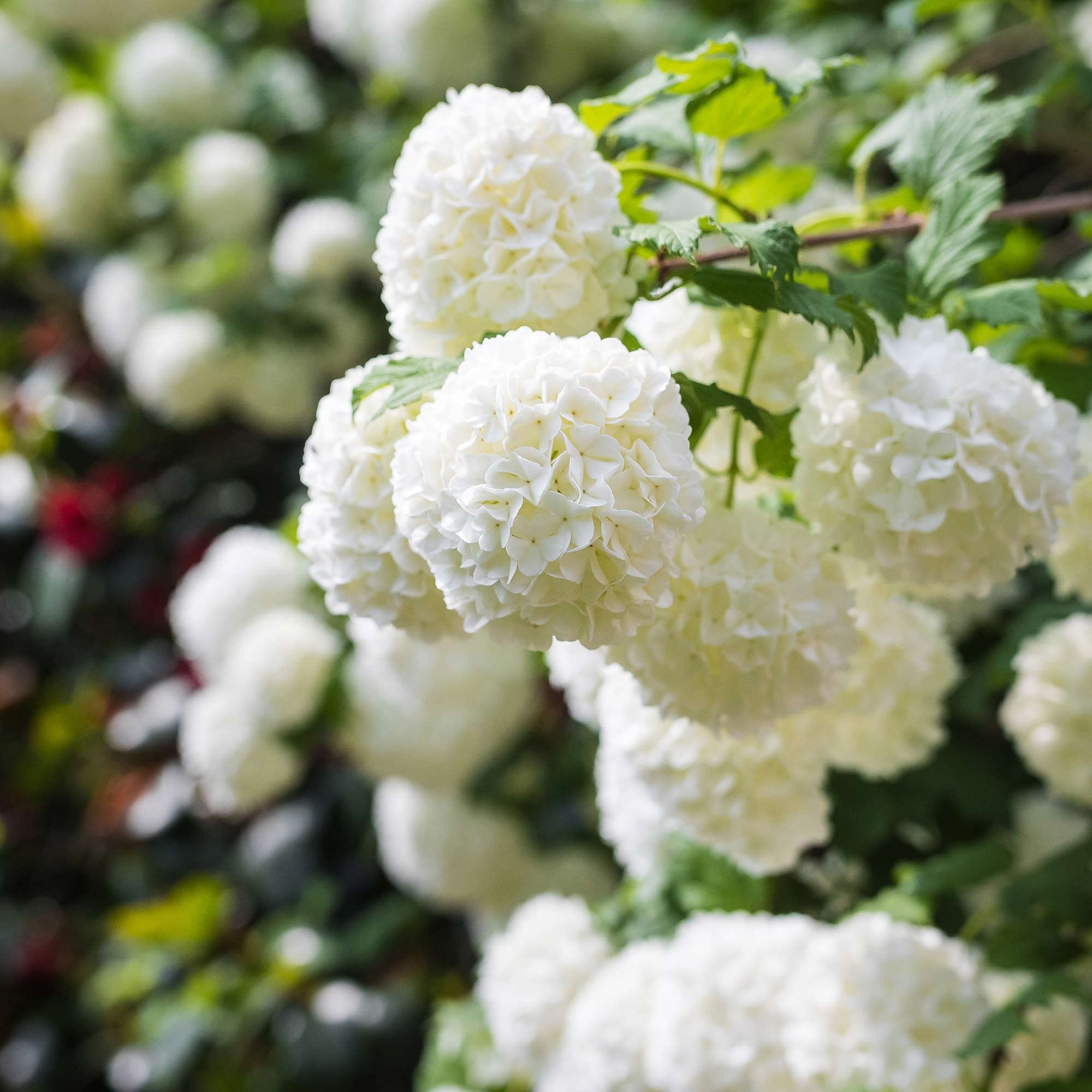 Viburnum opulus Plant, Roseum, Snowball Tree, Hardy Outdoor Shrub, White Flowers, 3-Litre Potted Plant By Suttons (1)