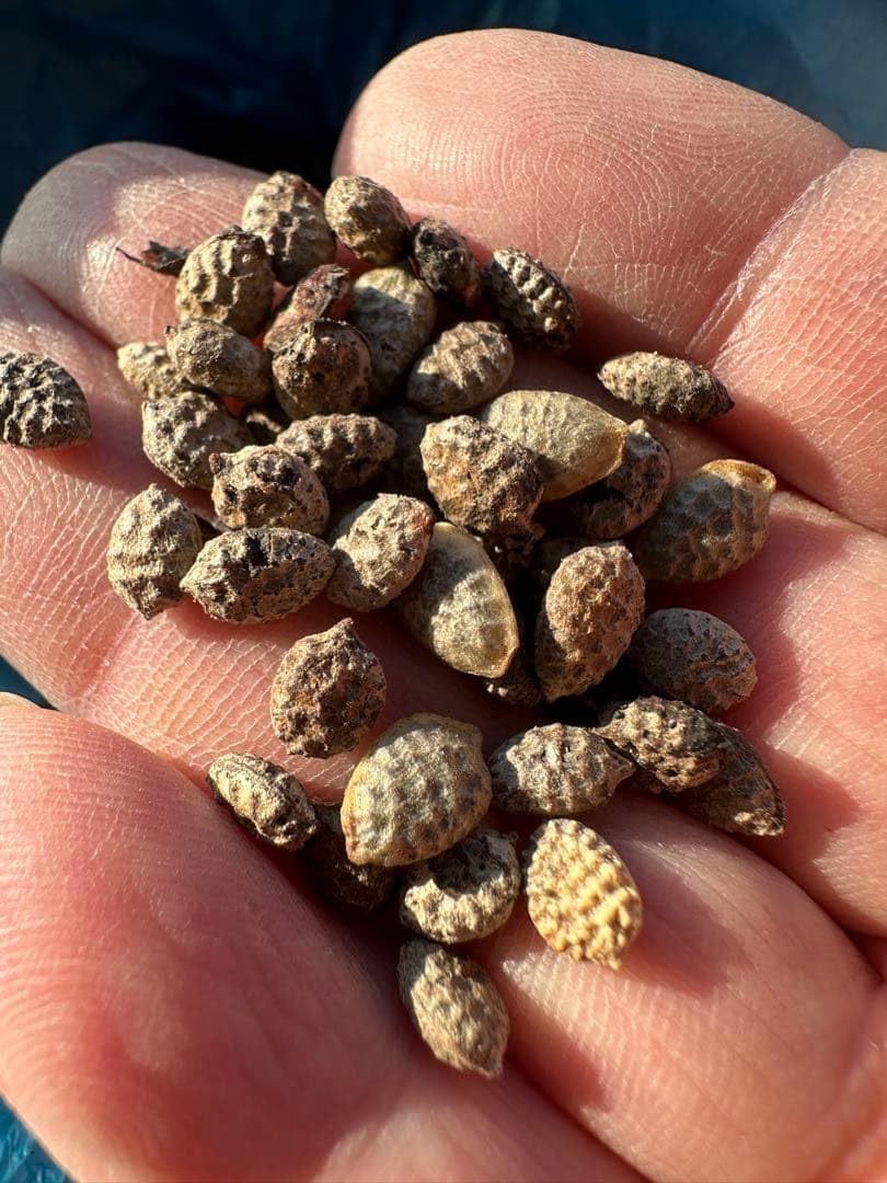 アデニアペチュエリー 種子 5個