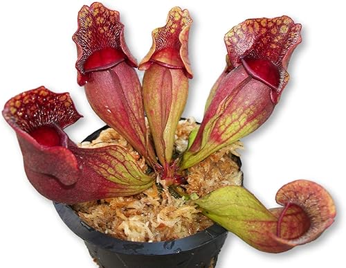 Miniatura 3 de Planta de jarra morada carnívora (Sarracenia Purpurea Venosa) maceta de 3.75 pulgadas