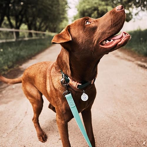 Miniatura 6 de Placa de identificación de perro con código QR, placa de identificación de mascota silenciosa grabada con perfil en línea (Together Forever)