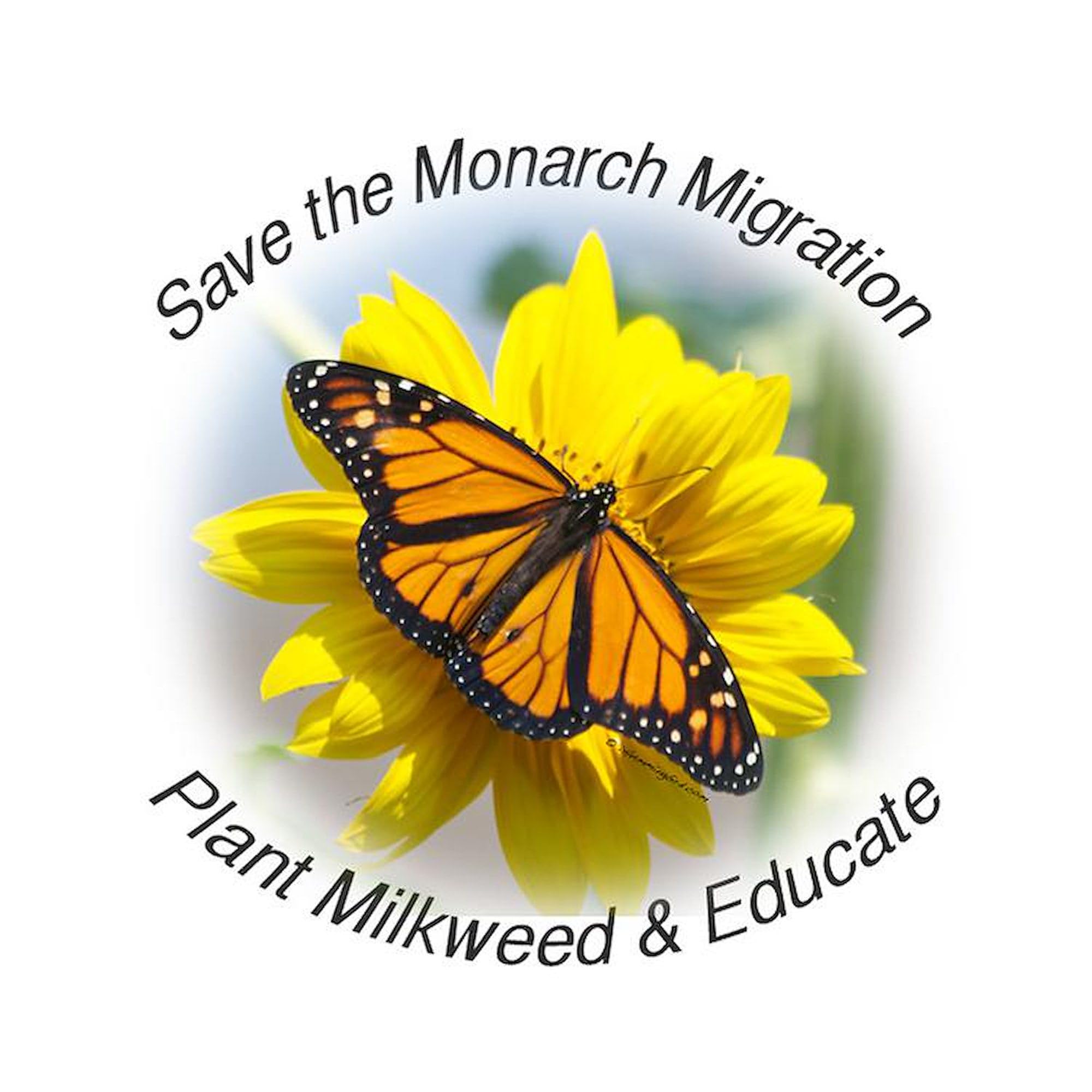 CafePress Save The Monarch Round Car Magnet, Magnetic Bumper Display