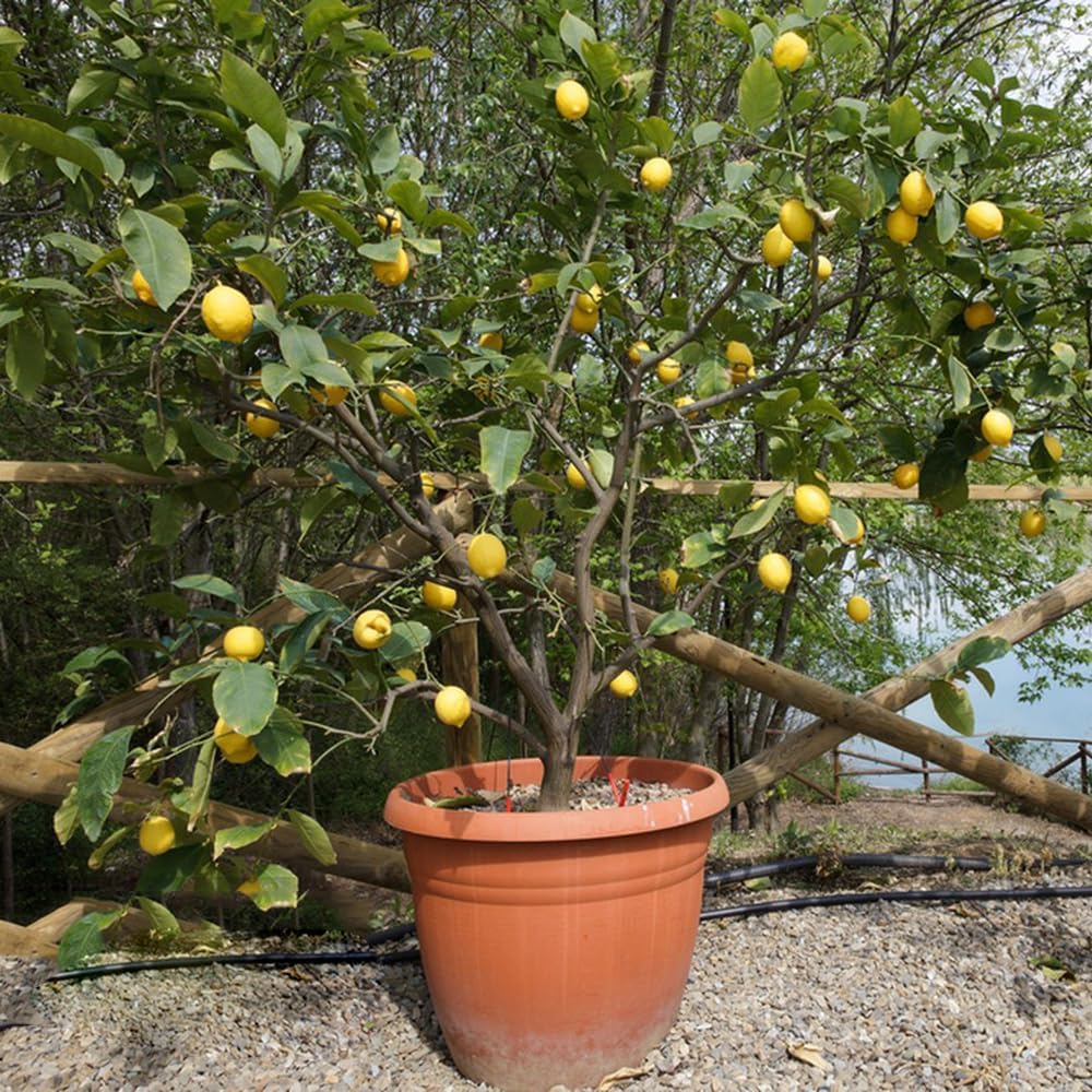 20 pcs zitronenbaum winterhart samen exotische früchte topfpflanzen