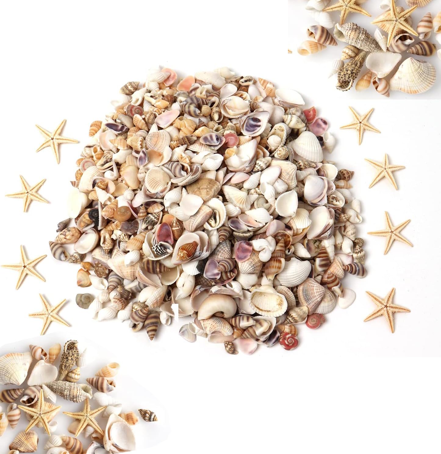 1000+ PCS shells for crafting,Small Sea Shells,Starfish Mixed Ocean Beach Spiral Seashells for Weddings/Home Decor, Beach & Costal Themed Arts and Crafts Projects & Parties