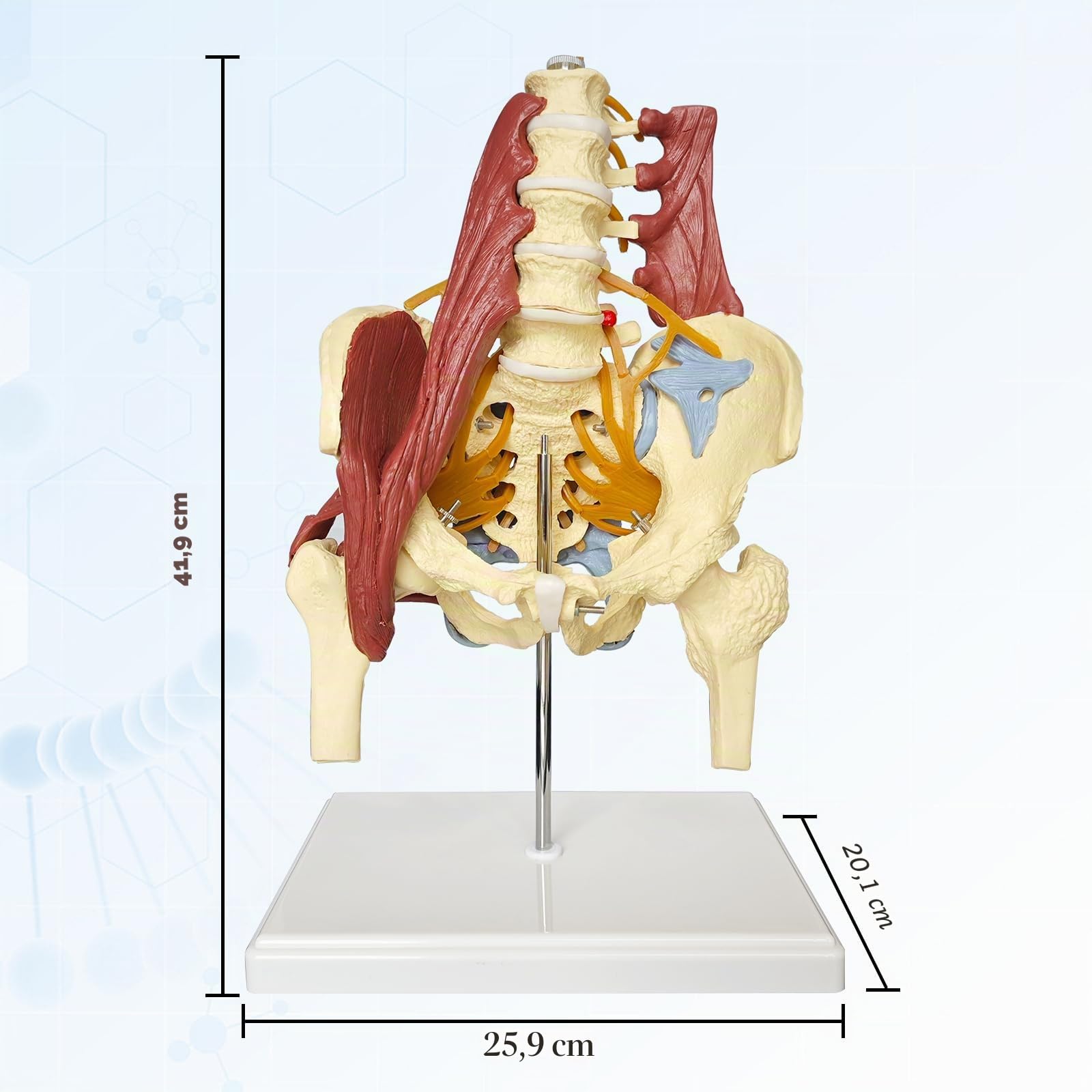 Modelo pélvico Con Columna Lumbar y Músculos Nervios, De tamaño real Modelo De Pelvis Femenina Anatomía Modelo de Anatomía para la Ciencia, Enseñanza, Médicos