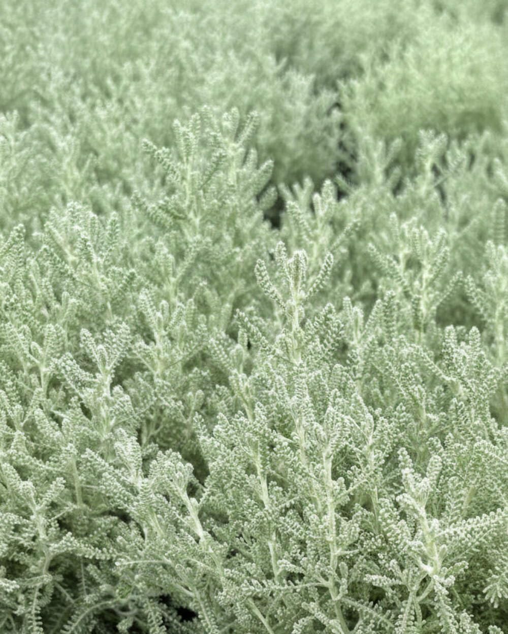 Perennial Farm Marketplace Santolina incana Nana (Lavender Cotton) Perennial, Size-#1 Container, Yellow Flowers