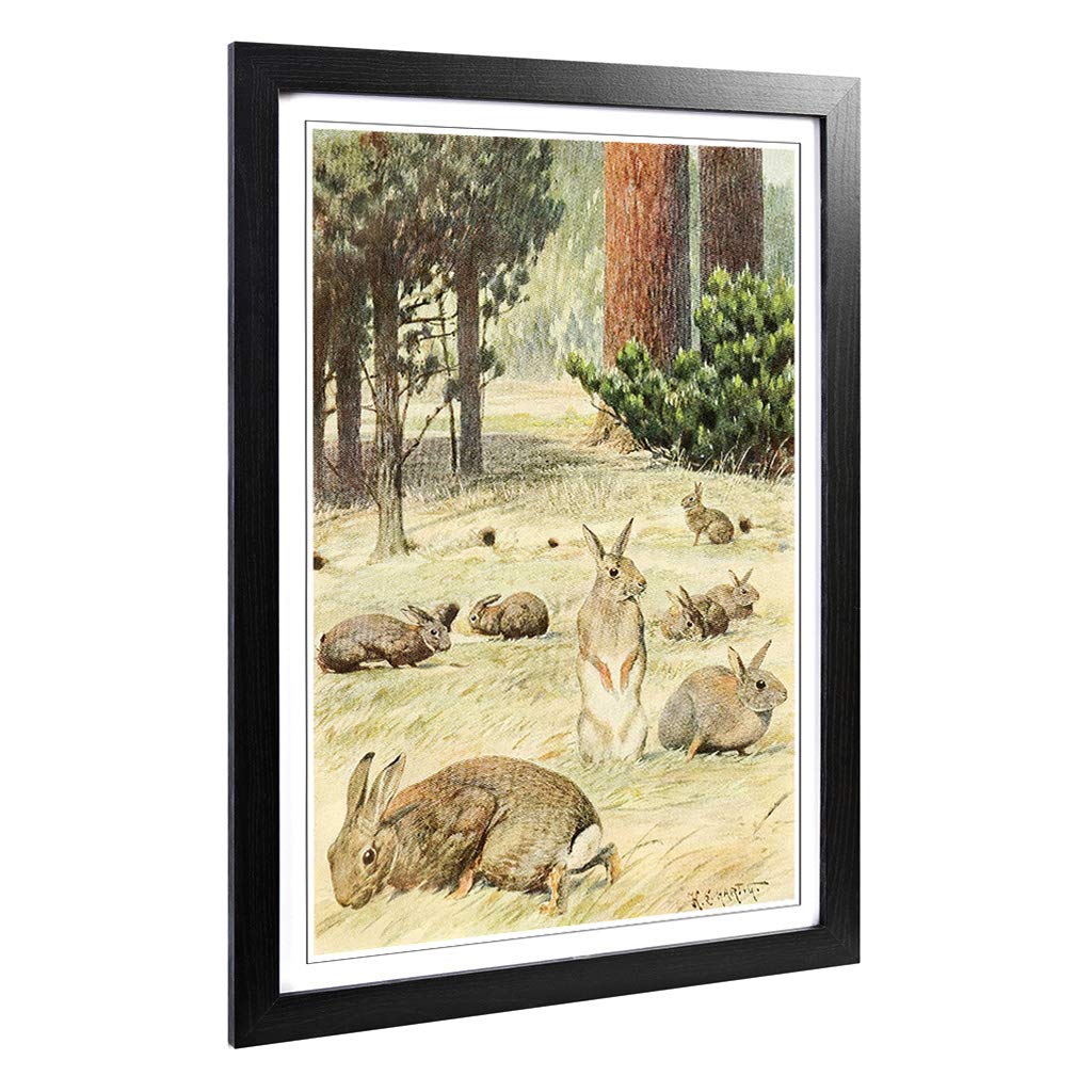 Big Box Art Framed Print of Vintage Karl Ludwig Hartig Wild Rabbits Design | Wall Art Picture | Home Decor for Kitchen, Living Room, Bedroom, Hallway, Black, A2 / 24.5x18 Inch / 62x45cm