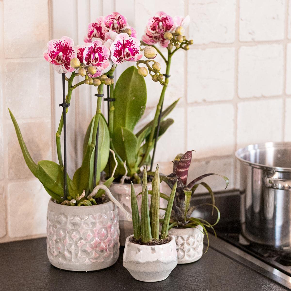 KOLIBRI Orchids | Rosa lila Phalaenopsis Orchidee - El Salvador Topfgröße Ø9cm blühende Zimmerpflanze frisch vom Züchter, 9.0