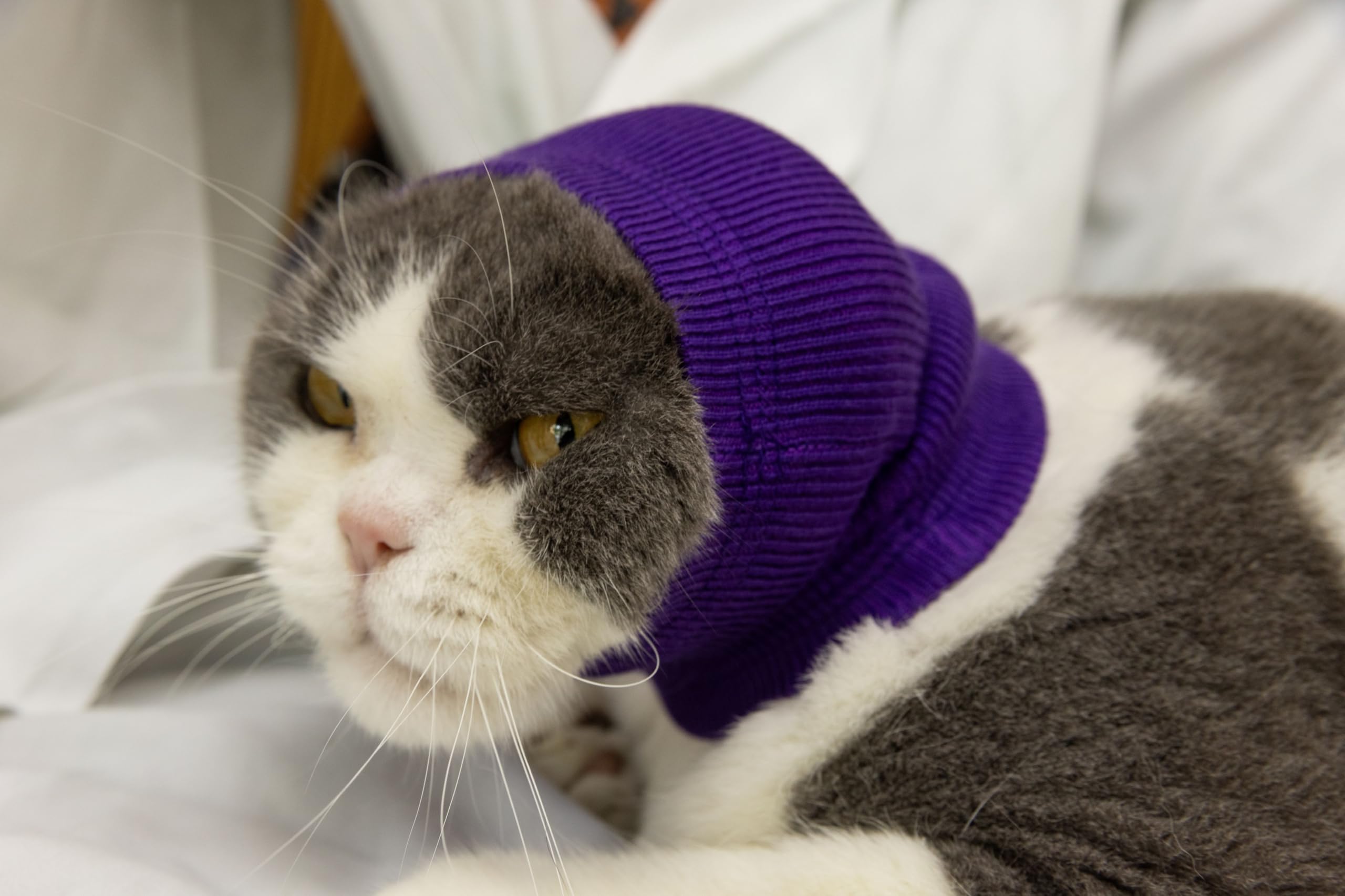 FDANDADE Cat Hematoma Ear Wrap, Cat Ear Wrap Cats Anxiety Relief – Noise Canceling for Fireworks, Thunderstorms Purple S — image 1