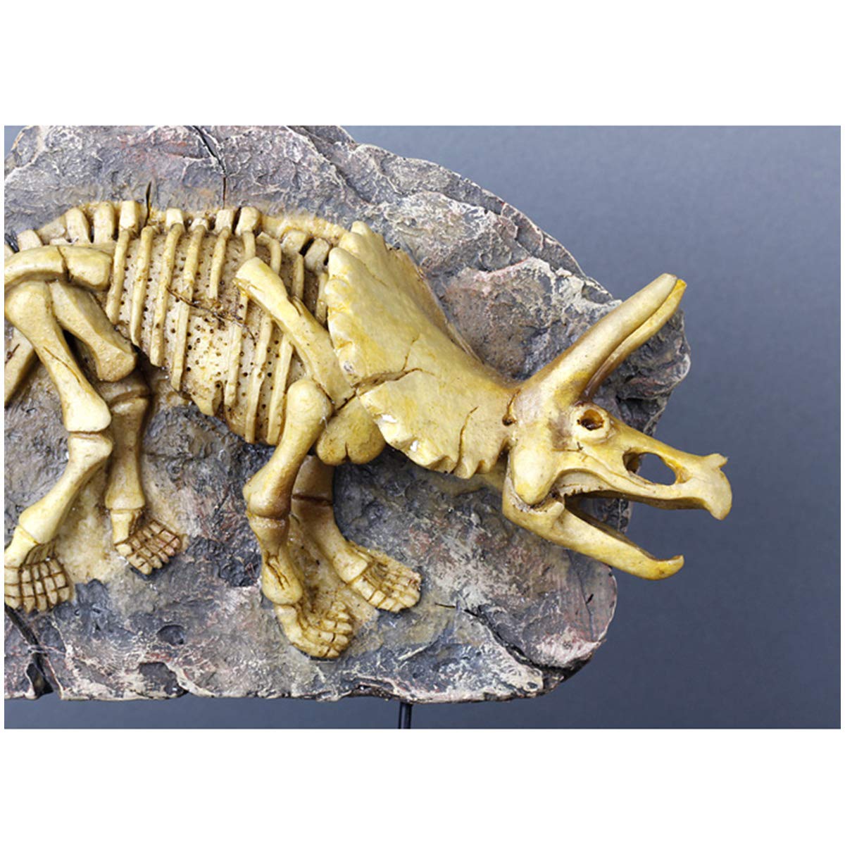 Jurassic-Dinosaurier-Statue, Dinosaurier-Harzmodell, Dinosaurierskelett, Tiermodell – Simuliertes Skelett, Harz-Fossil-Probenmodell – Harzhandwerk, Persönlichkeitsdekorat(Triceratops)
