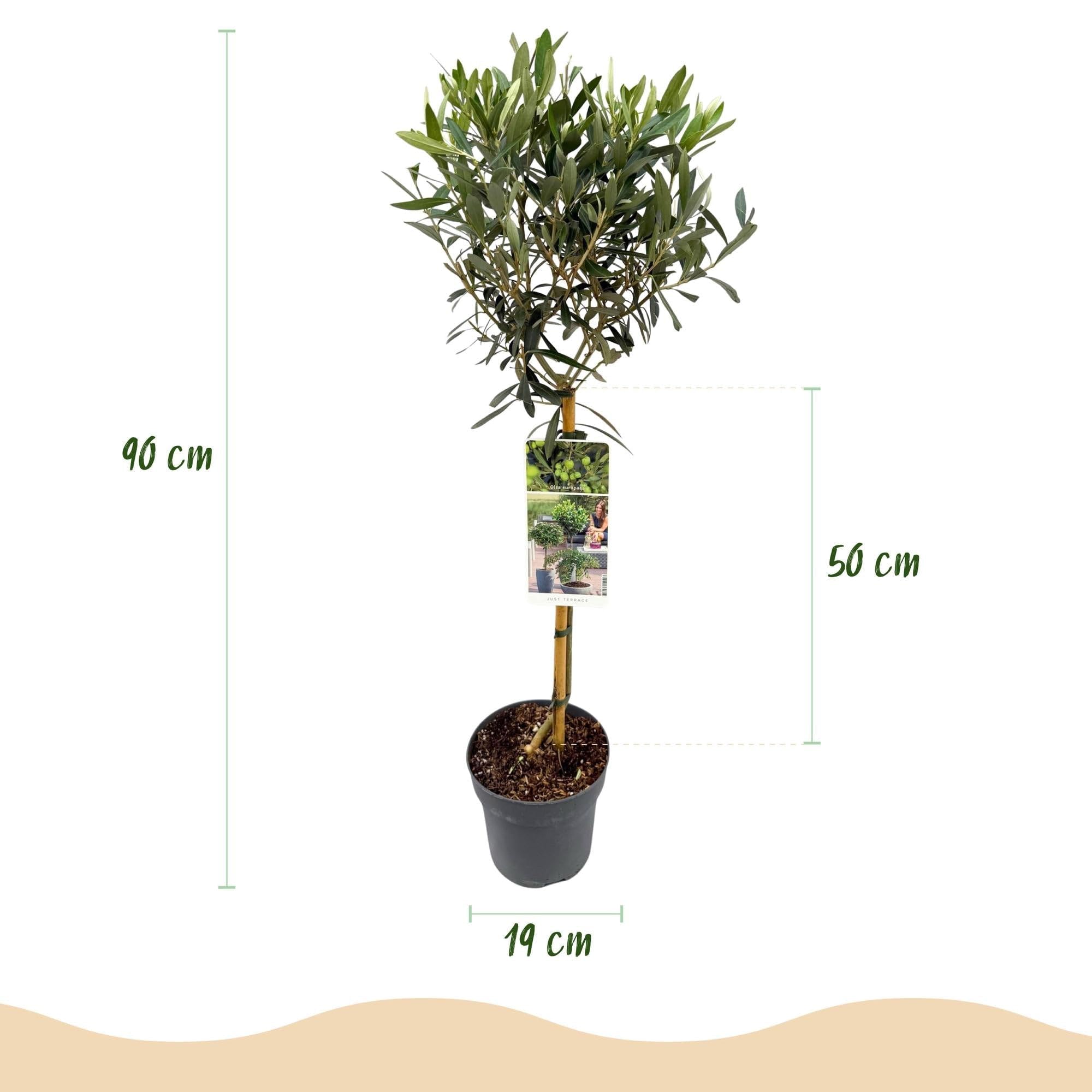Olea Europaea Drzewo oliwne na pniu, wiecznie zielona roślina tarasowa, łatwa w pielęgnacji, Ø 19 cm, wysokość ok. 90 cm, śródziemnomorski styl, na balkon i do ogrodu