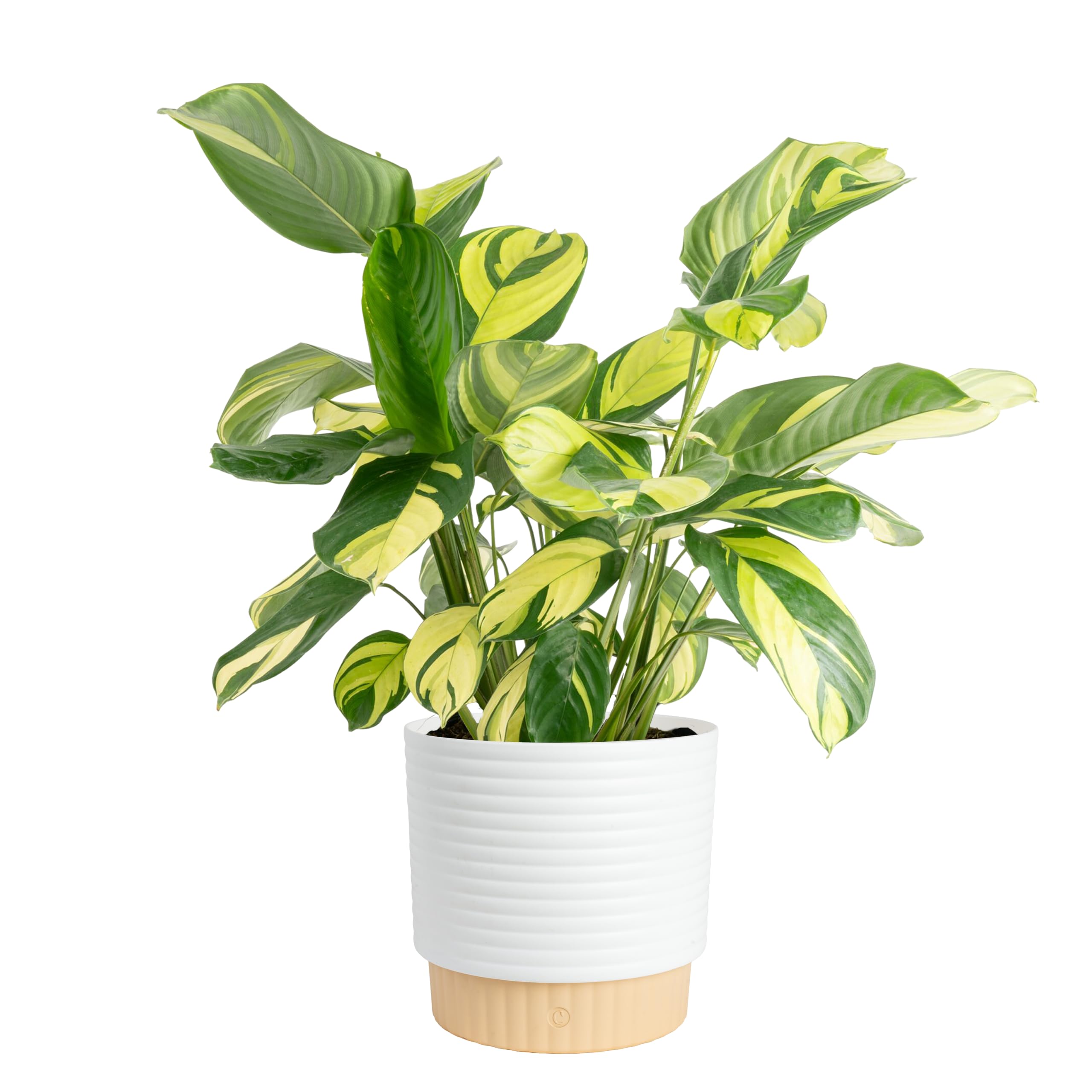 Costa Farms Calathea
