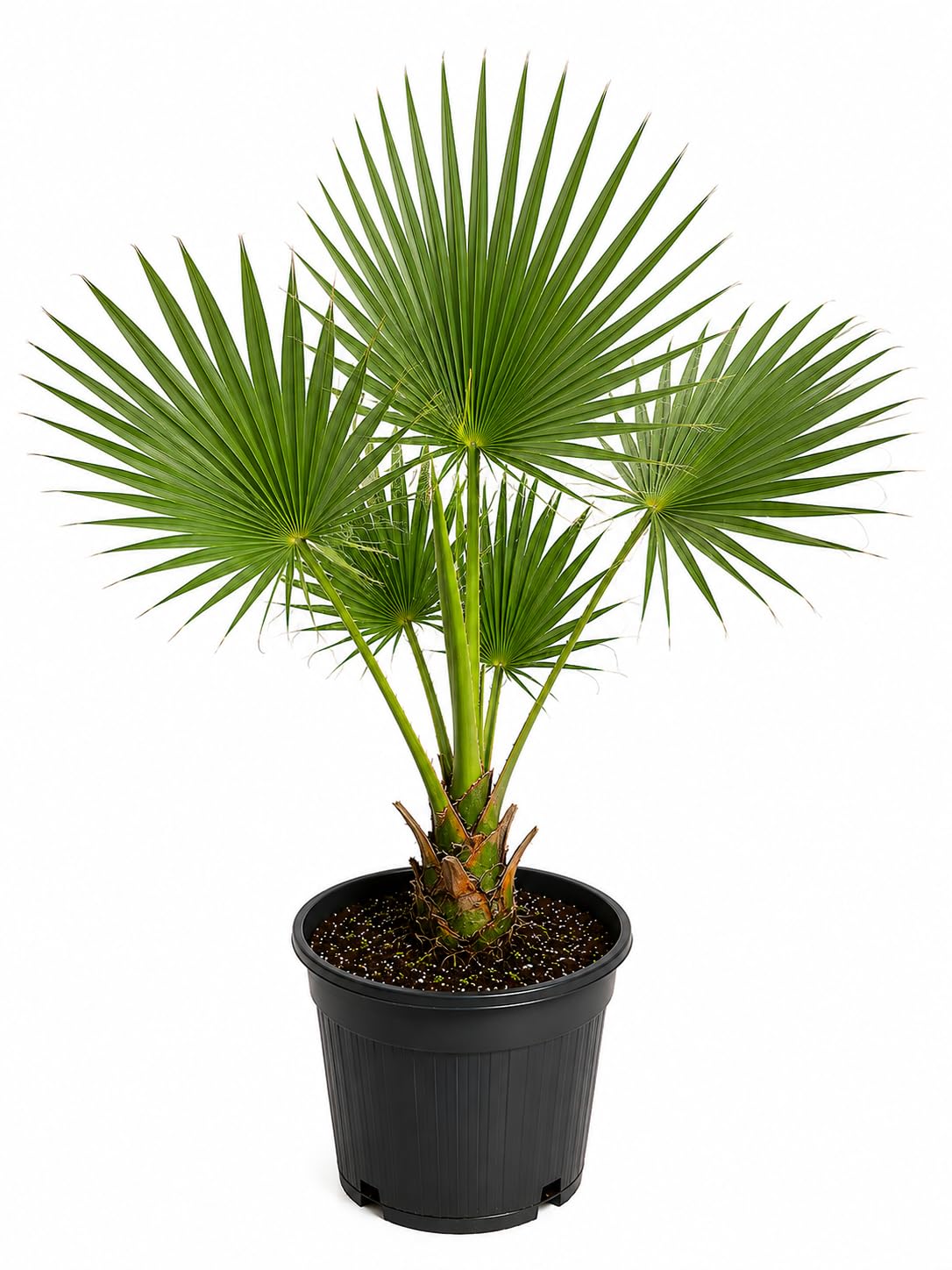 Washingtonia robusta – Mexikanische Petticoatpalme Pflanze 60–80cm bis -10 °C winterhart