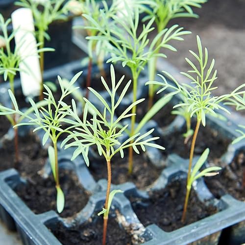 Miniatura 6 de Cosmos Semillas en una mezcla de 11 variedades largo período de floración en todas las zonas