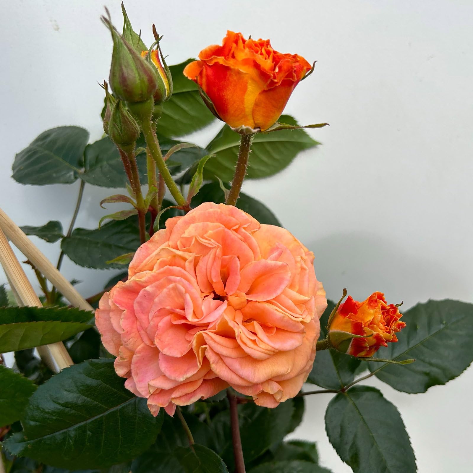 Beetrose „Westzeit®“ - apricotfarben blühende ADR-Topfrose im 5 L Topf - frisch aus der Gärtnerei - Pflanzen-Kölle Gartenrose