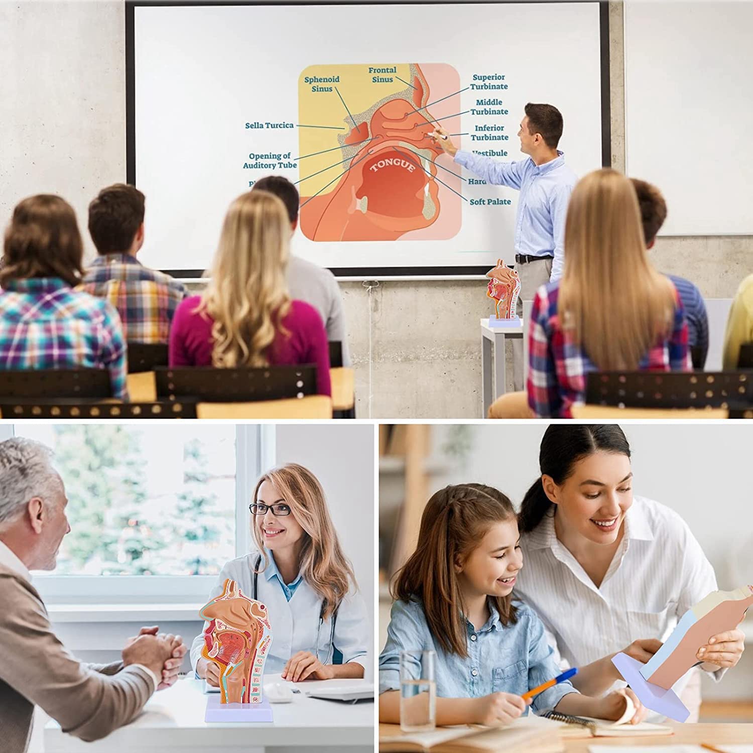 ModèLe D'Anatomie de la Gorge de la Cavité Nasale ModèLe Anatomique Humain Pharynx Larynx pour les éTudiants éTudient L'Enseignement de L'Affichage