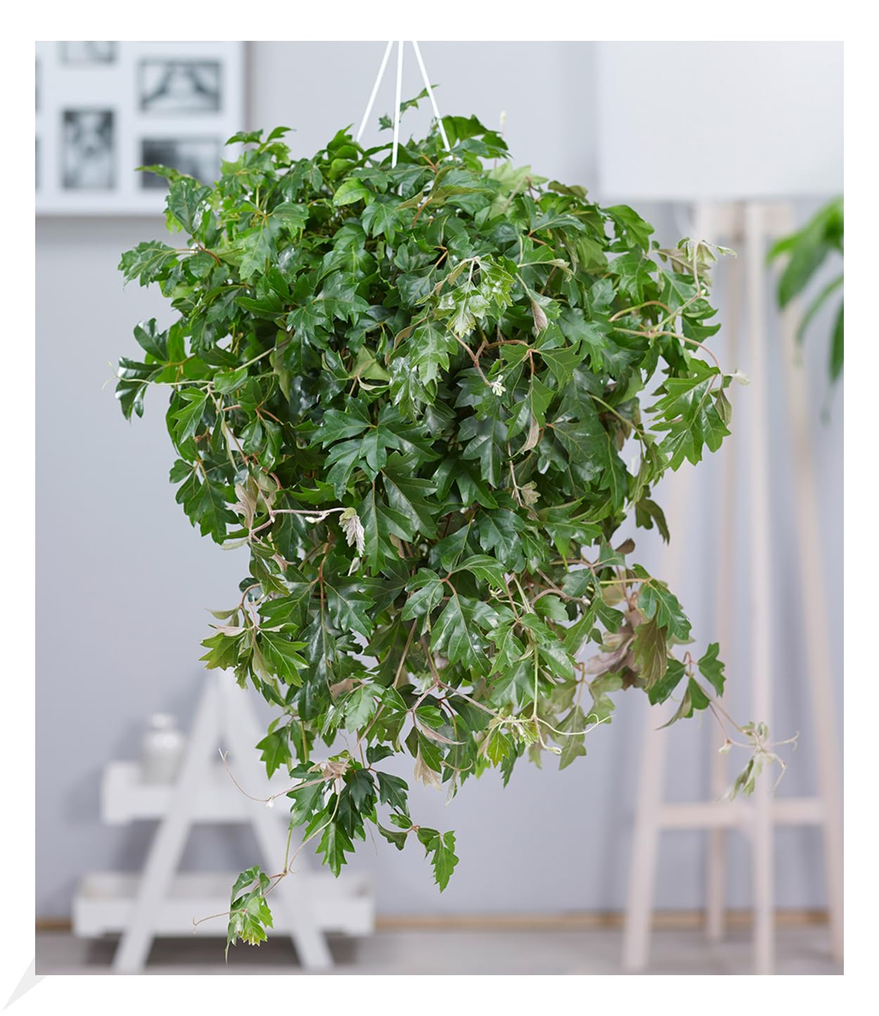 BALDUR Garten 1x Hngepflanze Cissus, Pflanze im 17 cm-Topf, Zimmerpflanze,  hngend, schnell wachsend, Grnpflanze, mehrjhrig - frostfrei halten,  pflegeleicht, Cissus rhombifolia Ellen Danica : Amazon.de: Garten