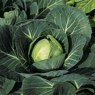 Cabbage 'Minicole' F1 Hybrid Brassica oleracea Autumn Hardy Annual Vegetable Garden Plants Grow Your Own 1 x Seed Packet (30 Seeds) Cabbage 'Minicole' F1 Hybrid by Thompson and Morgan