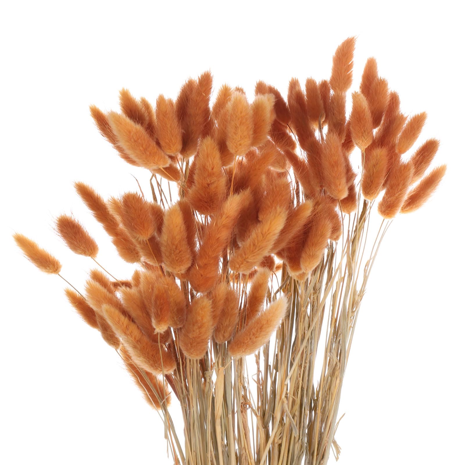 QUARKZMAN 120pz Fiori Secchi con Code di Coniglio Naturali 24" Mini Mazzo di Erba di Pampa Lagurus Ovatus per Decorazioni Floreali Matrimonio Natale, Arancione Scuro