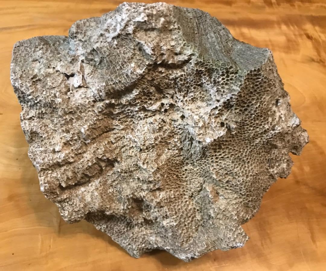 鑑賞石】 珊瑚 サンゴ 化石 Fossil Coral Reef