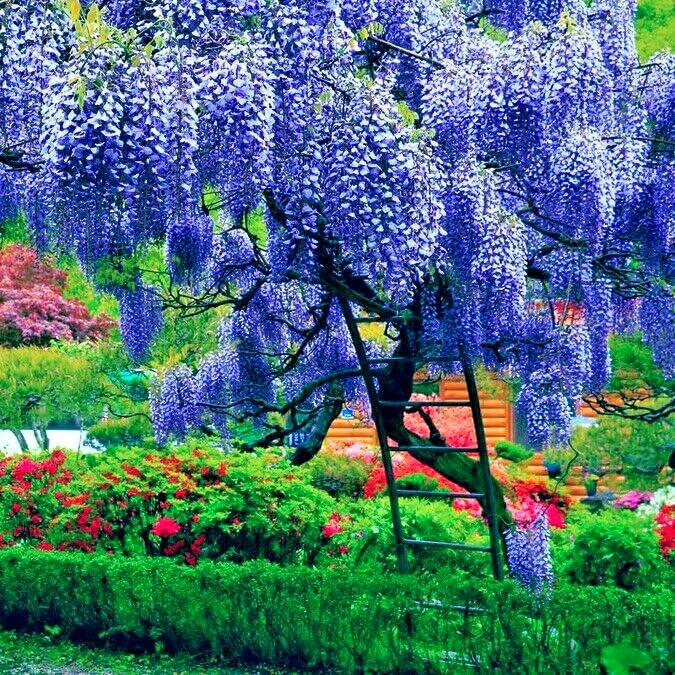 Amazon.com : 5 Seeds Chinese Blue Wisteria sinensis Tree Seeds
