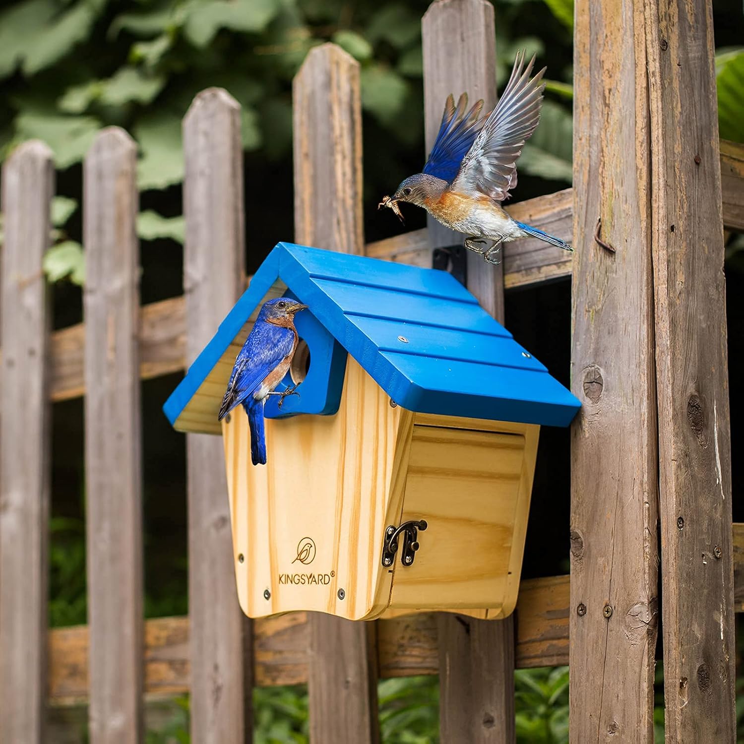 Kingsyard Wooden Bluebird House with Predator Guard Bluebird Nesting Box Birdhouse for Outside Wild Bird Watching : Patio, Lawn & Garden
