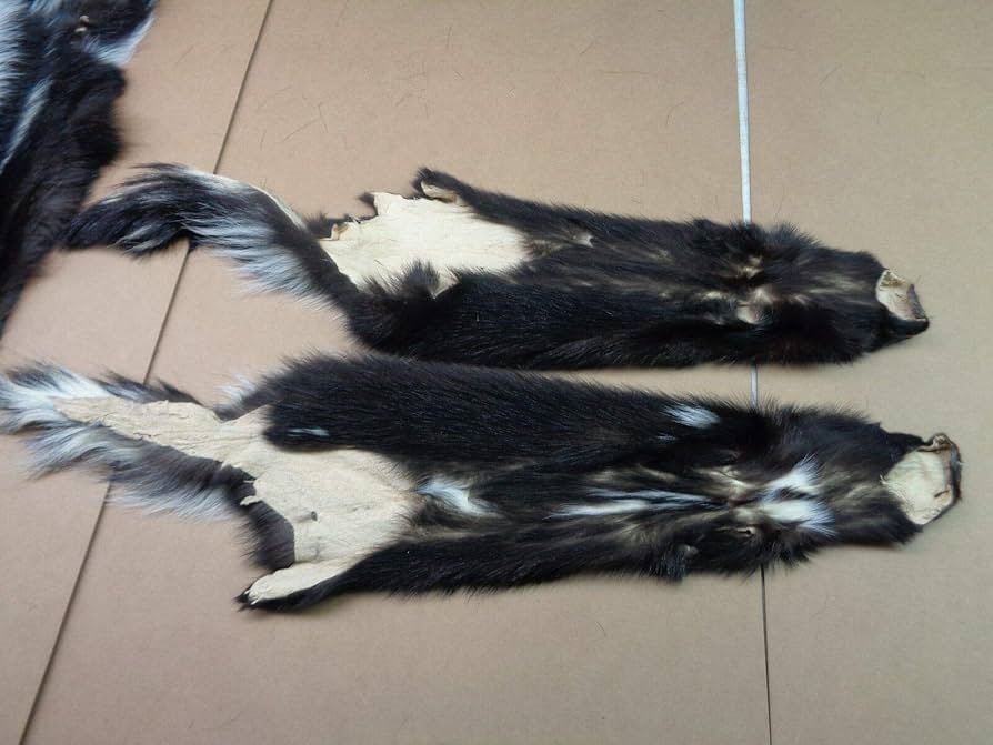 シマスカンクの毛皮　１点もの シマスカンクの毛皮 1点もの